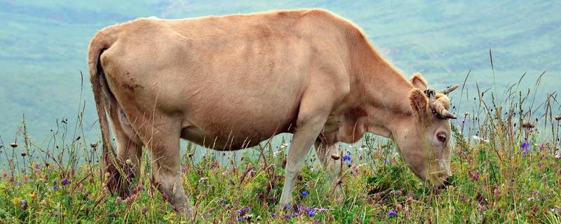 牛最大的特点是什么，牛的生活环境（牛的生活环境和特点）