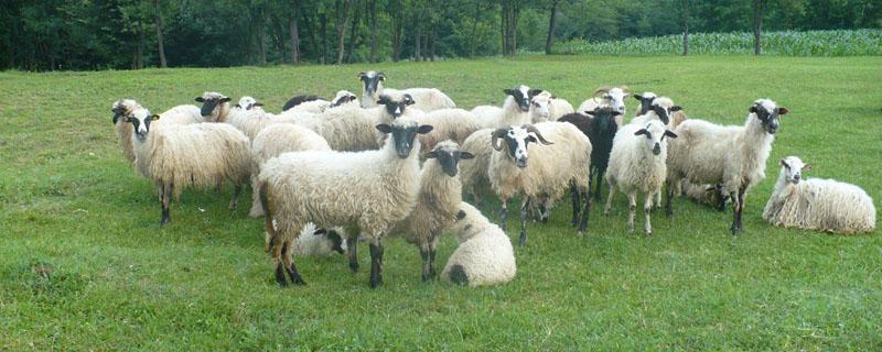 小公羊几个月能配羊（小羊几个月可以配羊）