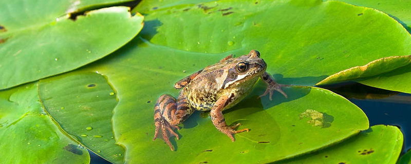 池塘的青蛙怕什么农药 农药会伤害青蛙吗