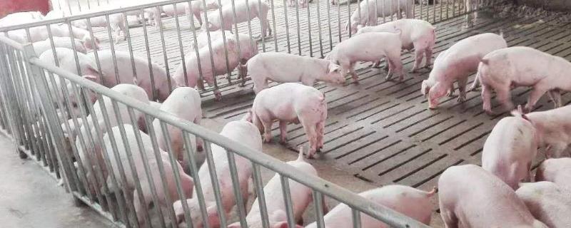 三元杂猪是什么品种，可以做种猪吗（三元杂猪图片）