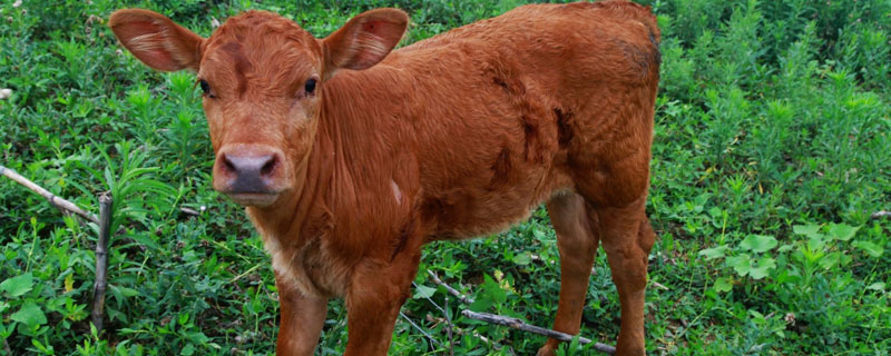 新生牛犊站不起来什么原因 新生牛犊不站起来怎么办