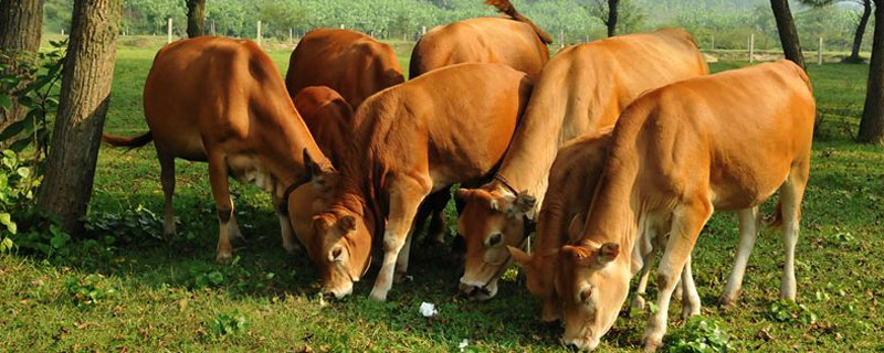 一头牛一天吃多少草料 一头牛一天吃多少草料和饲料