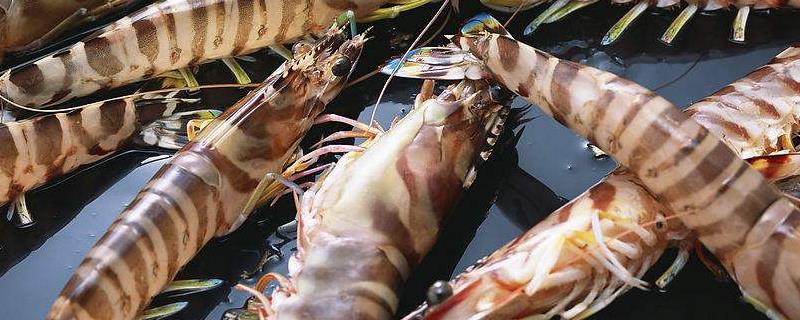海虾种类，与淡水虾有什么区别（海虾种类,与淡水虾有什么区别图片）