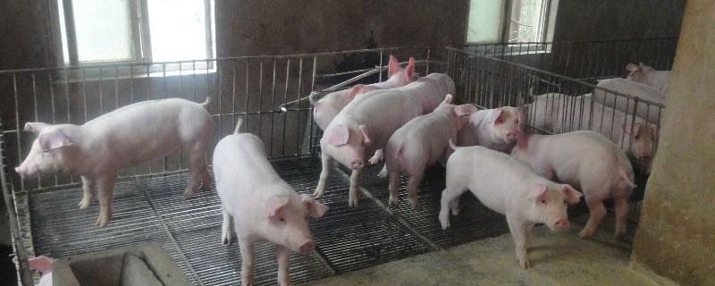 养猪防疫程序表 生猪防疫程序表