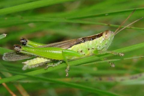 蝗虫取食方法