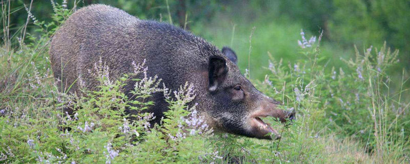 野猪野兔是保护动物吗