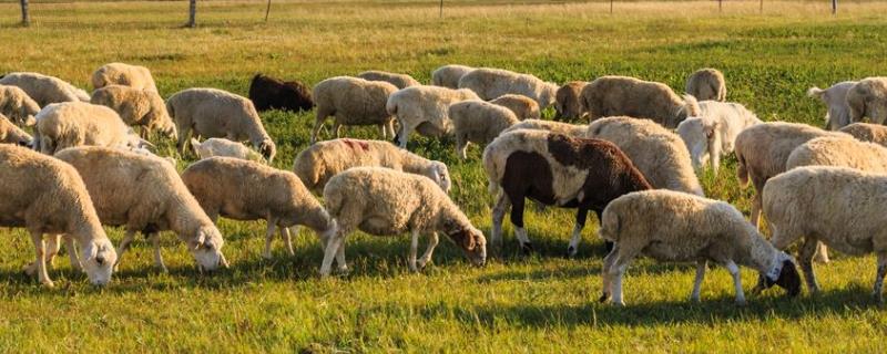 羊舍怎么建，如何养羊和预防疾病（羊舍怎样建好用方便便宜好用）