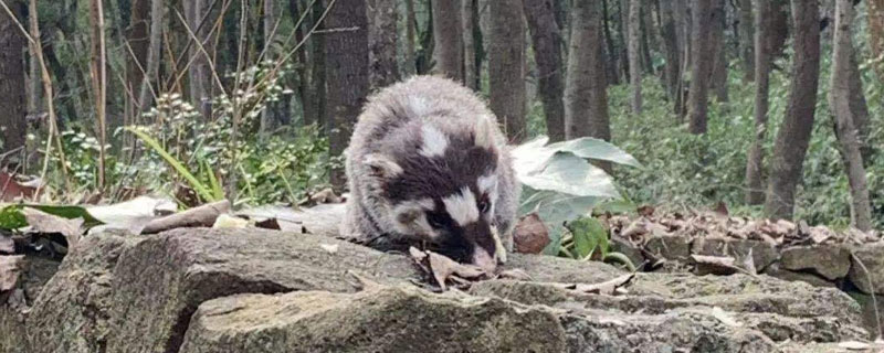 猪仔狸是几级保护动物（猪狸是保护动物吗）