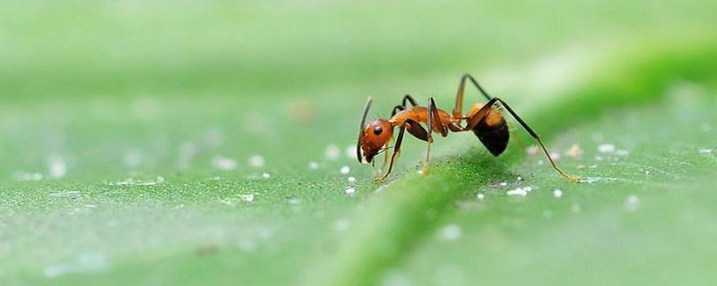 蚂蚁的生活环境和特点（蚂蚁的生活环境和特点图片）