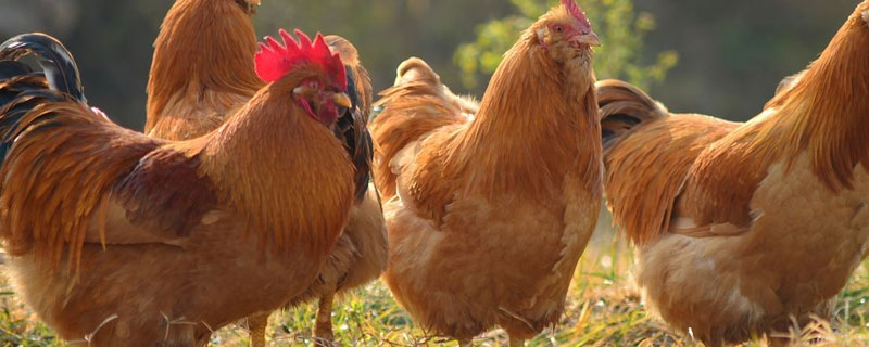 豆渣养鸡的最佳方法和配方 豆渣怎么喂鸡最好