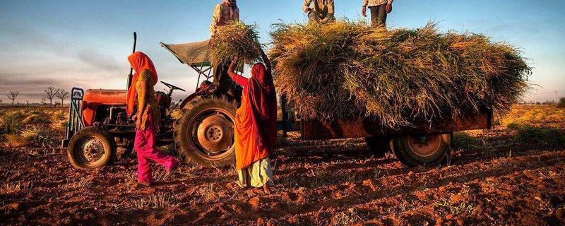 印度农业特点，印度农业以什么为主（印度的农业主要以什么为主）