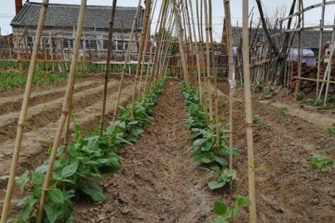 露地冬瓜种植时间及技术要点