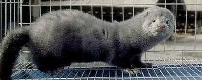 水貂和水獭的区别（水獭和貂有什么区别）