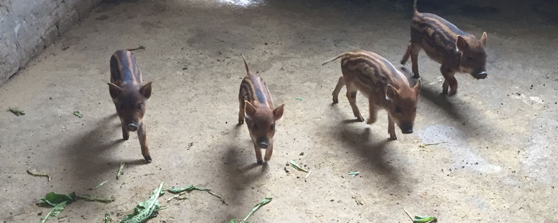 3万元养殖野猪有几只 养殖野猪赚钱吗