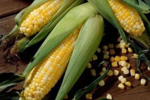 科瑞981玉米品种介绍