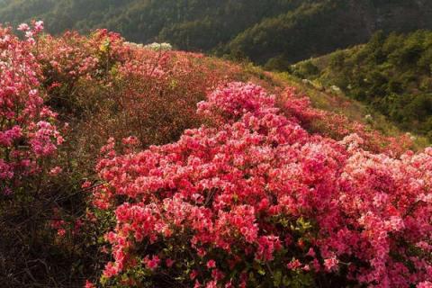 映山红冬天可以移栽吗，附移栽注意事项