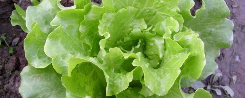 树底下种什么菜能长（树下面种菜会长吗）