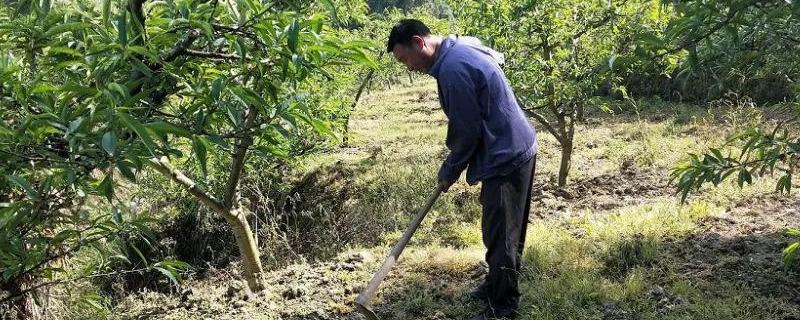 果园除草剂用哪种即除草又不伤树根 果园除草剂用什么不会对果树有影响