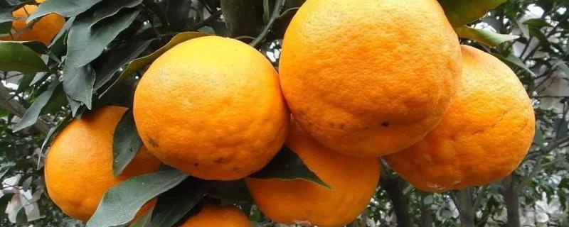 大雅柑桔品种简介 柑橘新品种大雅柑好不