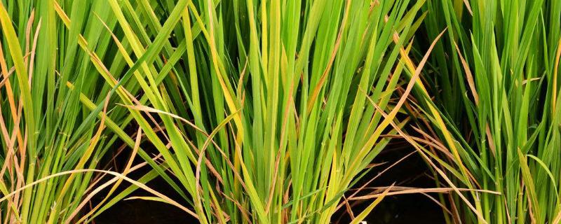 水稻褐斑病，附症状及防治方法 水稻褐斑粒是怎么回事