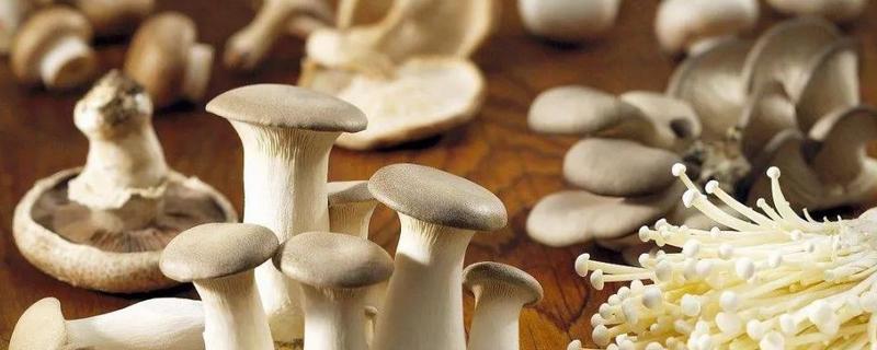 不同子实体形态的食用菌 食用菌子实体的形态结构