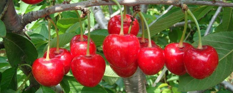 塔玛拉大樱桃品种介绍 塔玛拉大樱桃品种怎么样
