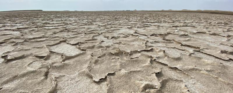 盐碱地形成原因，适合种什么牧草 盐碱地适合种植什么草种