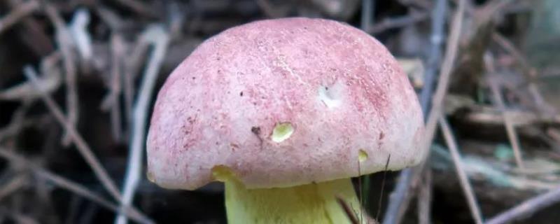高档食用菌有哪些品种（食用菌都有哪些品种）