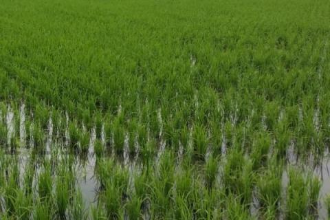 水稻田青苔原因和防治
