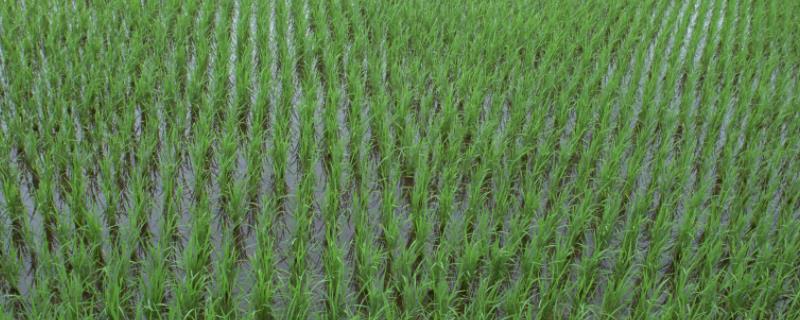 水稻田青苔原因和防治 水稻青苔怎么防治