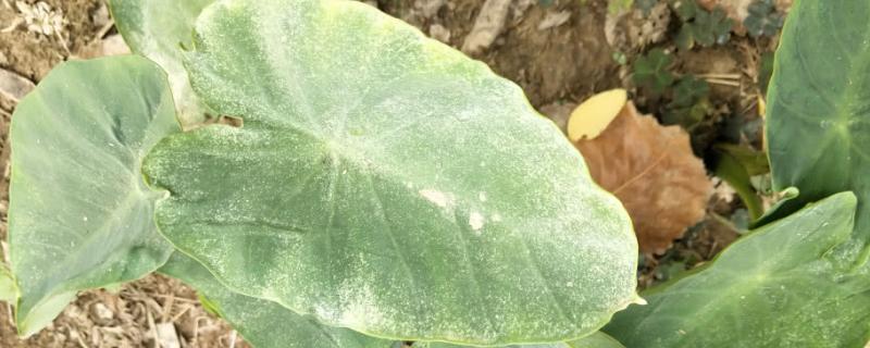 芋头常见病虫害的防治方法（芋头病虫害的发生与防治）