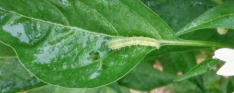 辣椒钻心虫用什么农药，附危害症状（杀辣椒钻心虫用什么农药好）