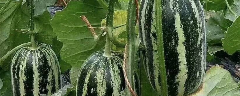 羊角蜜甜瓜怎么管理，附种植方法 羊角蜜甜瓜怎么管理,附种植方法图片