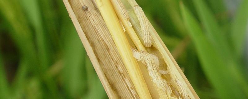 打水稻钻心虫最佳时候，附危害症状 水稻钻心虫打什么药好使