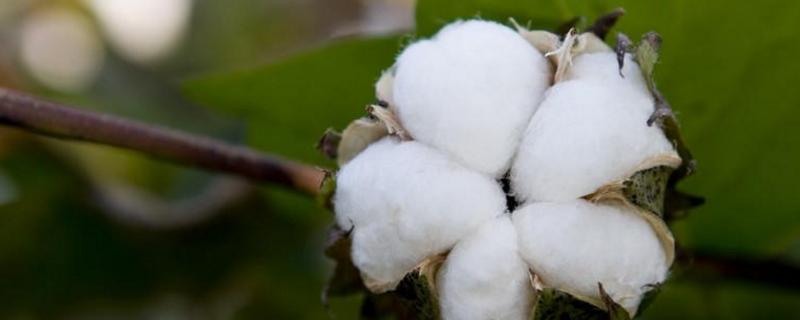 棉花僵苗的成因是什么，如何防治 棉花僵苗的成因是什么,如何防治呢