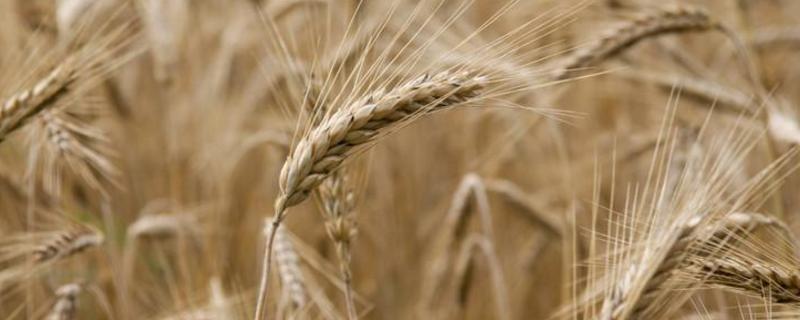 金穗116小麦品种介绍 金禾13294小麦种