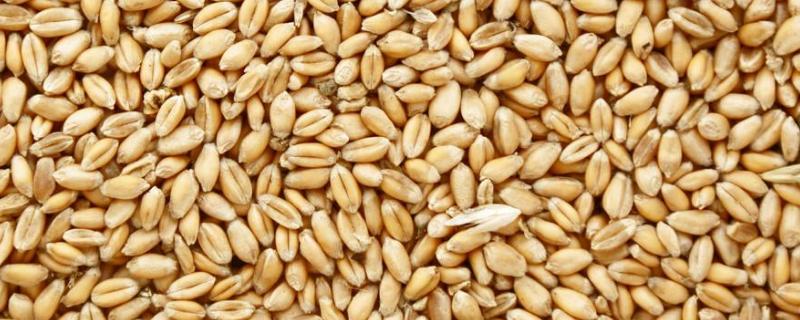 小麦种子怎么弄，子叶数目多少 小麦种子的种法