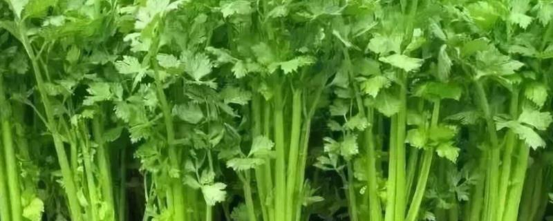 芹菜的育苗方法，温度控制在多少合适