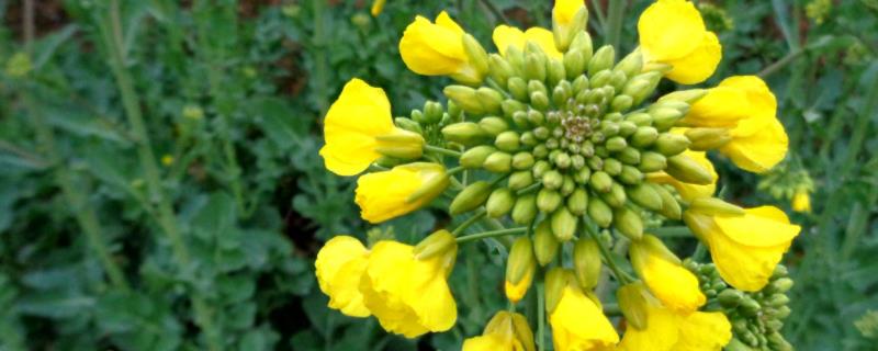 油菜烂根打什么药，开花期打什么药（油菜烂根怎么回事）