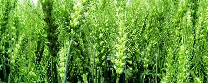 国审鲁研128小麦特征特性