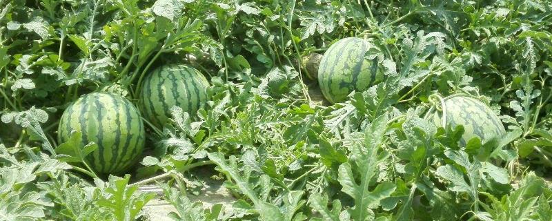 新地甜陆露西瓜品种介绍（露地早熟甜王西瓜品种）