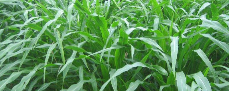 牧草玉米种植技术