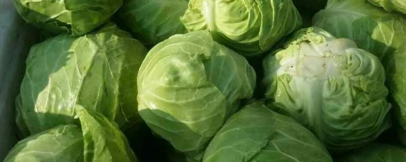 甘蓝类蔬菜有哪些，有哪些变种 甘蓝类作物有哪些