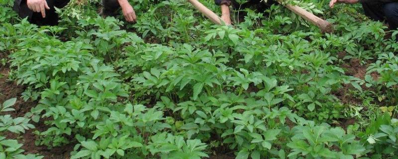 白芷种植时间和方法 白芷种植方法及生长环境