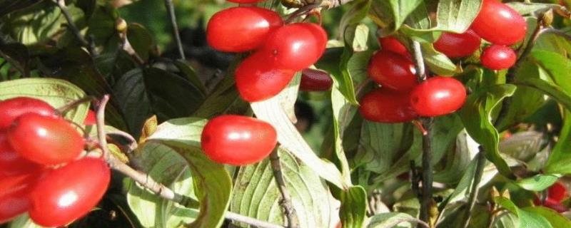 山茱萸栽培技术 山茱萸种植技术