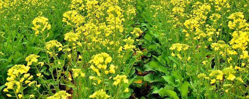 油菜菌核病，如何防治 油菜菌核病的防治方法与药剂