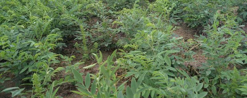 苦参栽培技术（苦参种植技术）