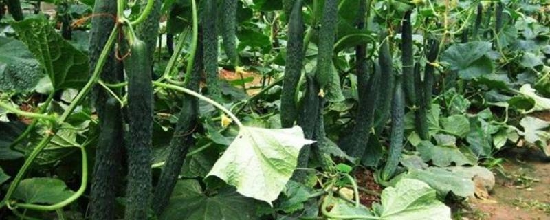 黄瓜白粉病怎么治,原因是什么（黄瓜得了白粉病怎么治）