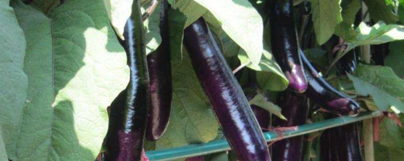 茄子病虫害图谱及防治,生长过程中用什么肥料好