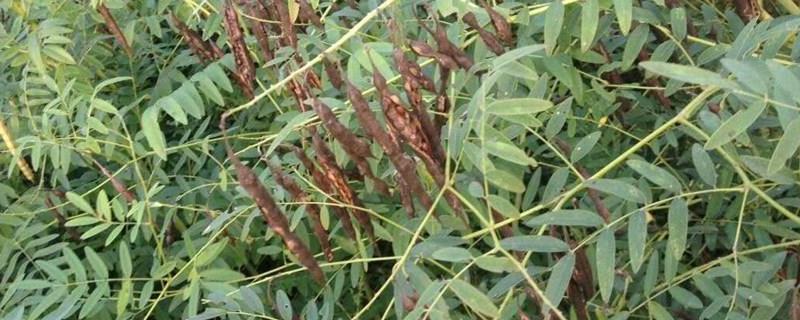中草药种植项目 中草药种植项目可行性报告